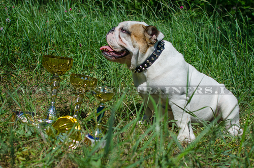 Collare in cuoio con borchie a piramidi per Bulldog inglese
